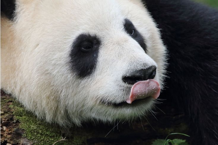 熊猫血是哪年发现的 430d3fc9eaec4630a474de15db1240ae.jpeg