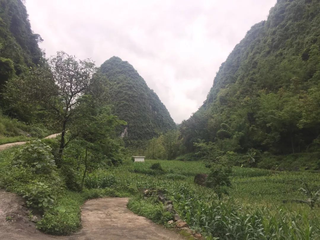 古寨瑶乡大石山区野生金银花预售开始啦!_马山县