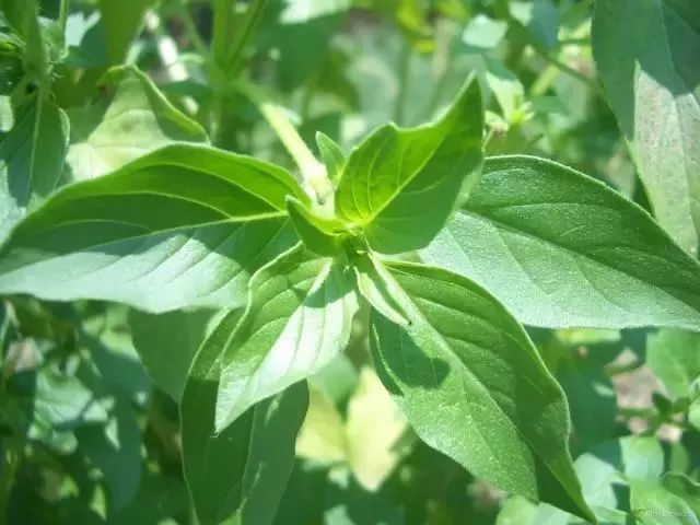 疏风行气,化湿消食,活血解毒,这是香草"金不换"之功效.