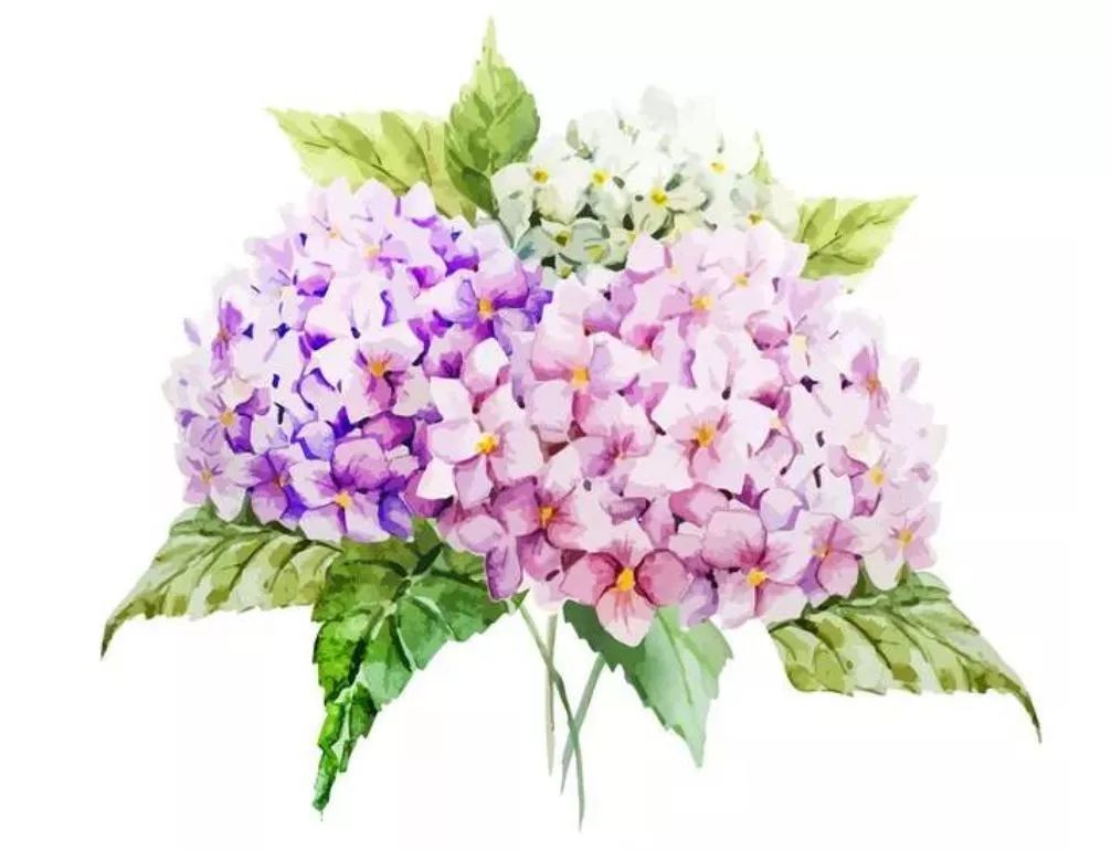 立体水彩绣球花手绘素材及步骤解析