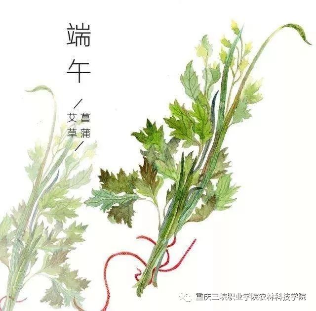 在端午节以艾叶悬于堂中,剪艾力虎形或剪彩为小虎,贴以艾叶,妇人争相