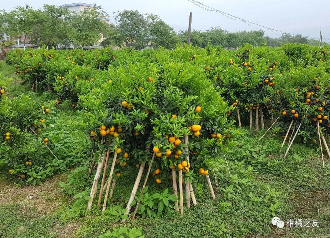 柑橘挂果太多来年成风景树,适当疏果产量稳定品质好!_沃柑