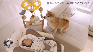 原創
            柴犬看到床頭鈴，成果認為是給它買的，誰還不是個寶寶呢 寵物 第6張