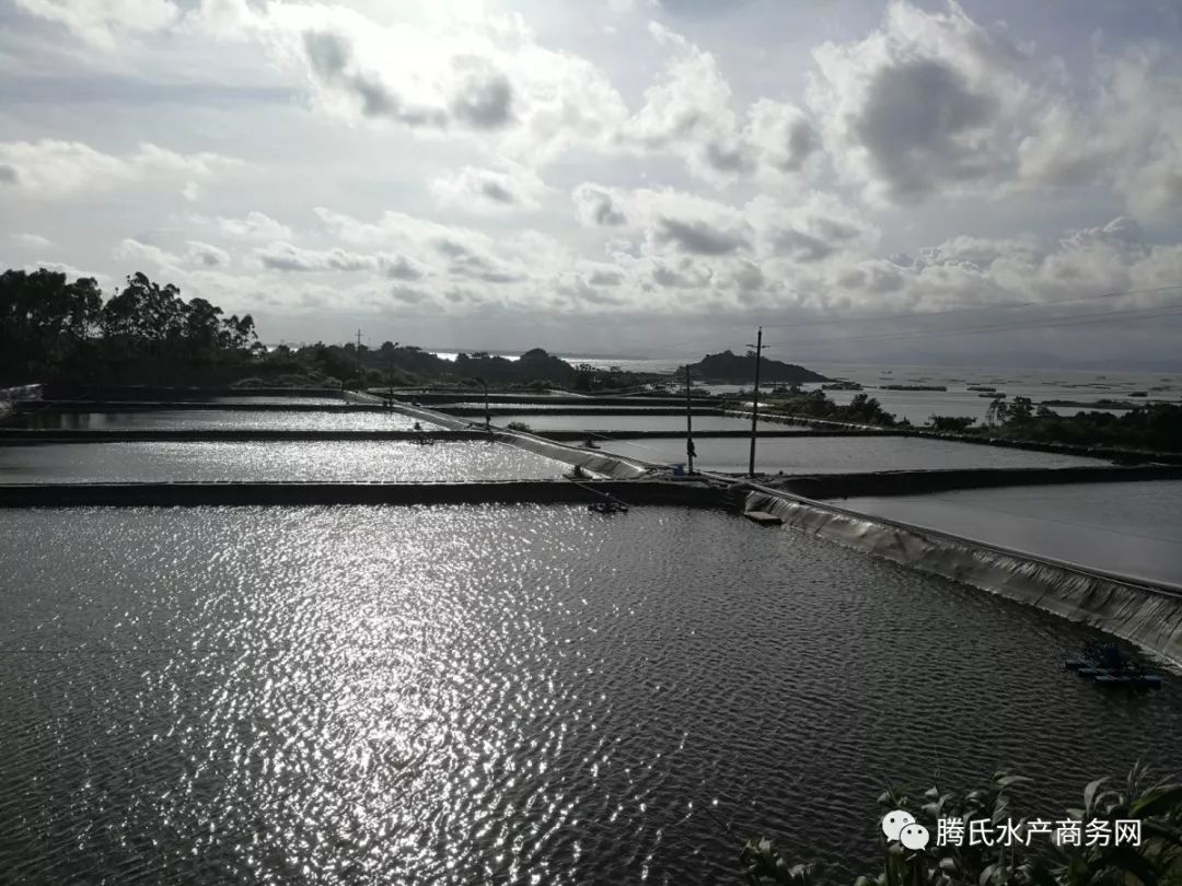 虾价狂跌超10元,主产区病害肆虐,局部排塘高达7成,华南早造虾遭受重创 养殖