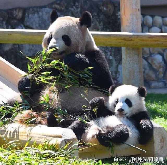 大熊猫到底有多可爱职业猫粉带你一起看萌萌的熊猫