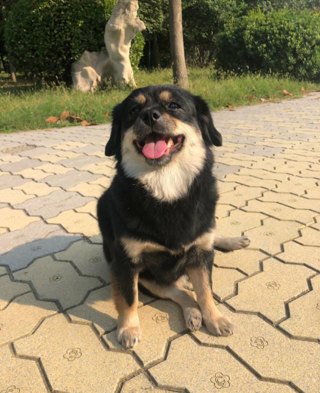 纯种田园犬的几种外形,第三用钱买不到,金钱尾品种最受人喜欢!