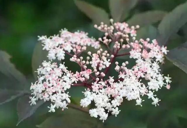 农村这植物叫马尿烧对于风湿等有好用请您了解