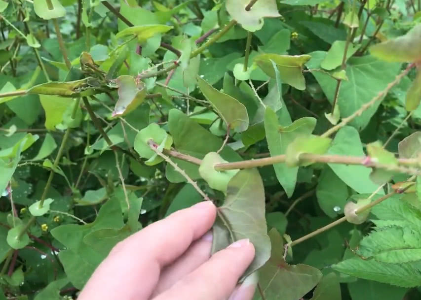 荒地上常见的植物三角形叶子根茎全是刺小伙摘下生吃直呼好酸