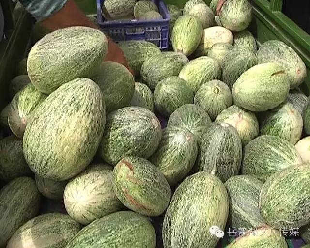 西瓜是什么科类的植物 afa8106ce09e4f54993842c295bdaf6f.jpeg