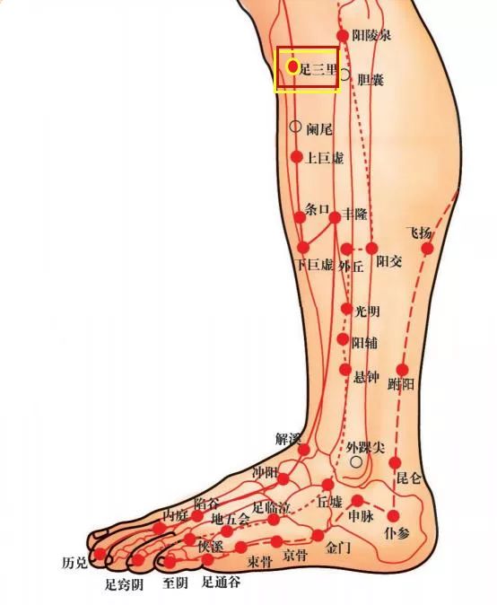 在小腿外侧,犊鼻下三寸,胫骨前嵴外一横指.