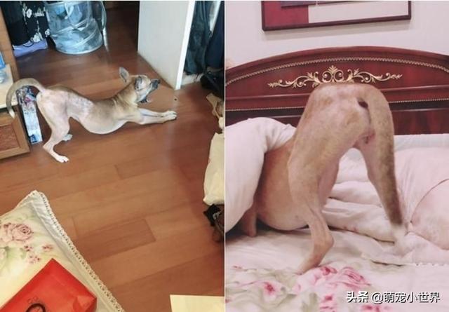 梦境中的尴尬与深意，解析梦见我妈拉屎在裤子里，我帮她擦屁股的梦境