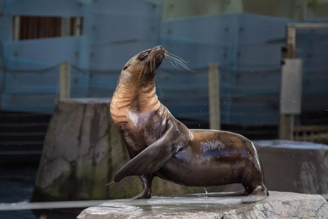 世界海洋日——听大海讲故事_海狗