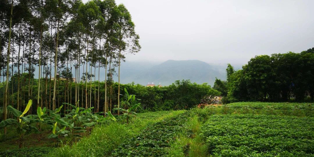 逸野自由生长是最好的风景