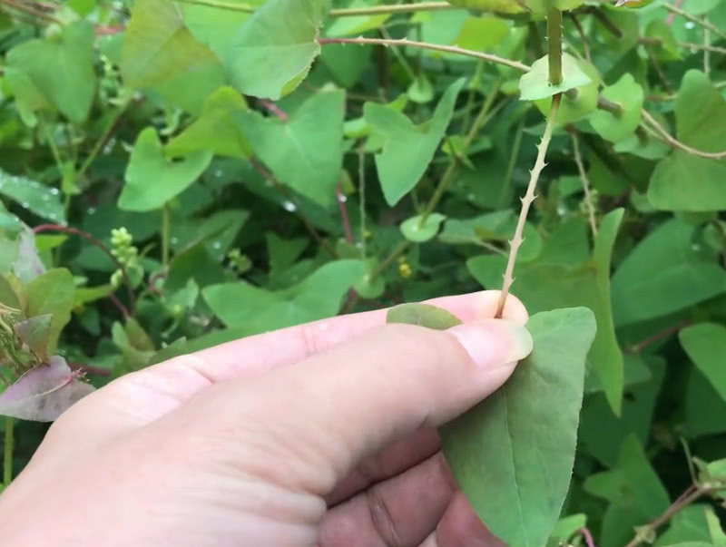 荒地上常见的植物三角形叶子根茎全是刺小伙摘下生吃直呼好酸