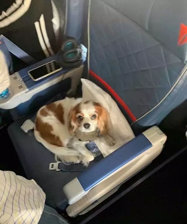 搭飞机在头等舱看到一只狗，坐经济舱的网友瞬间变柠檬精