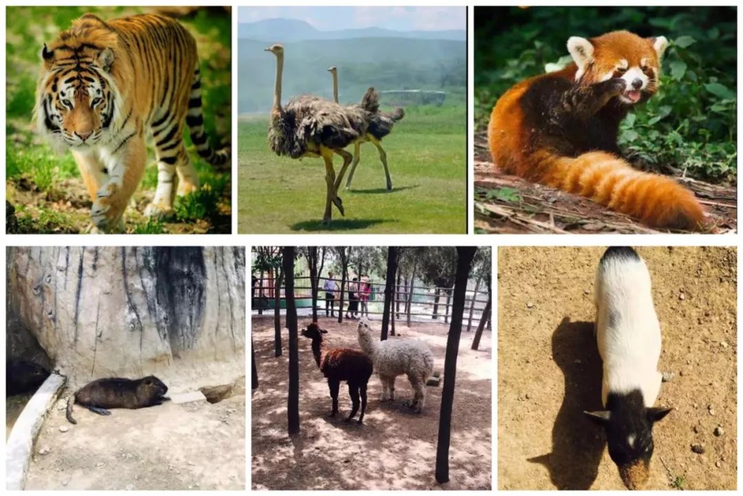 丛林动物园汇集了30余种珍稀动物