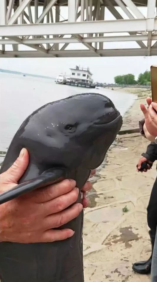 赣江江豚重现引关注,竟马上有人手抓江豚拍照