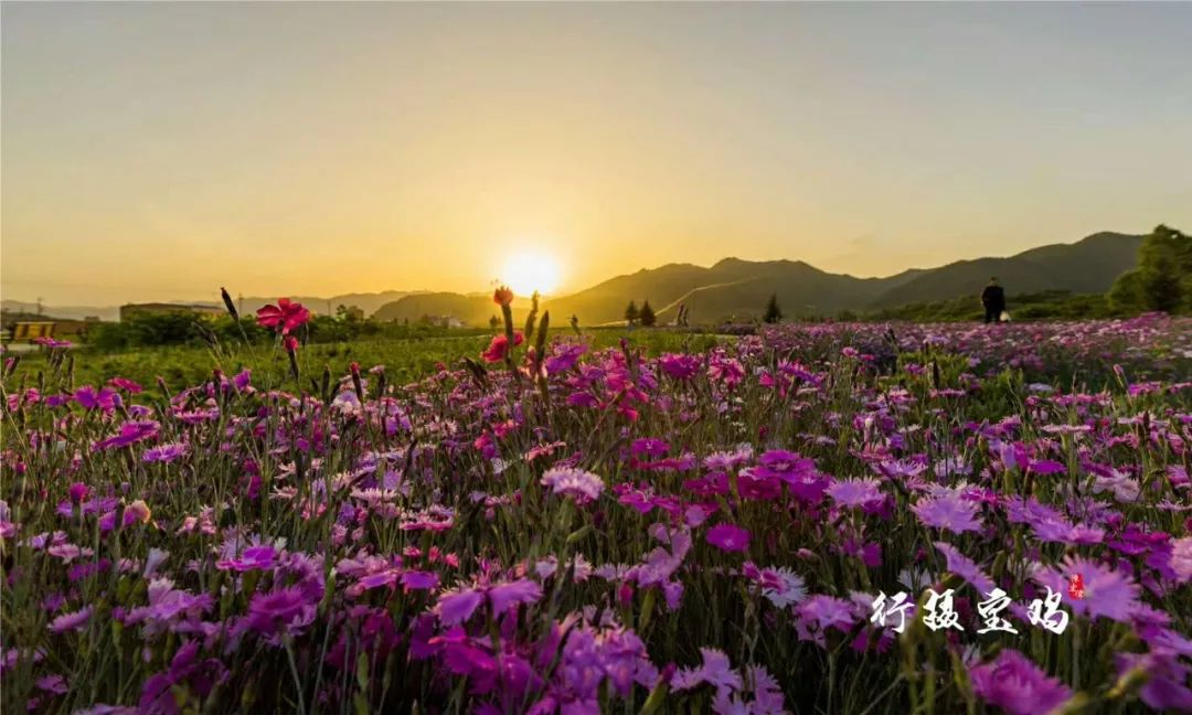 宝鸡人快去这个地方看花海,真的太美了!