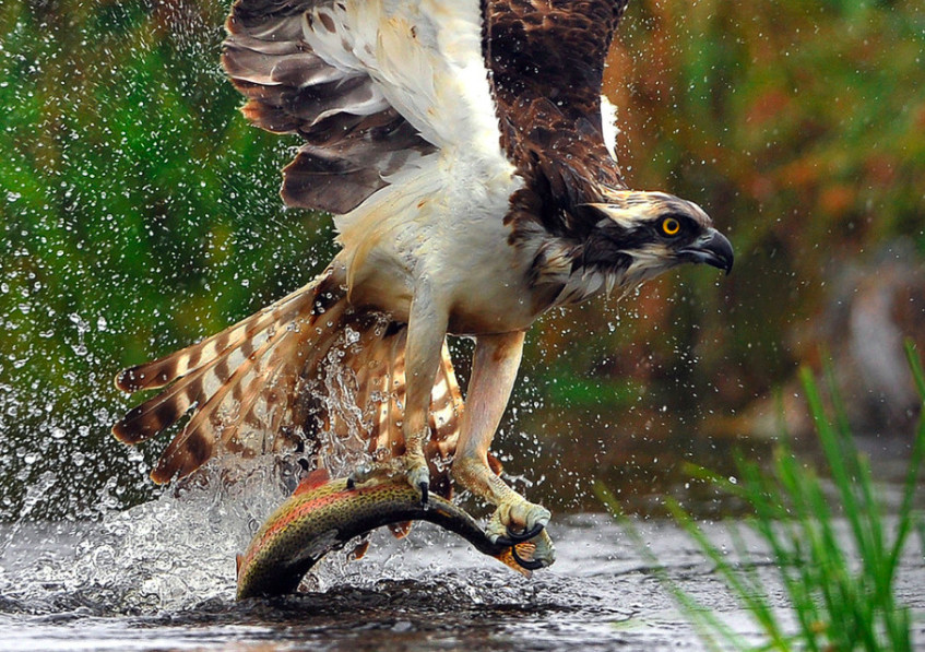 大自然的法则:弱肉强食!