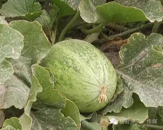 西瓜是什么科类的植物 fe48c3e61e464226a2d6a10a21b95c87.jpeg