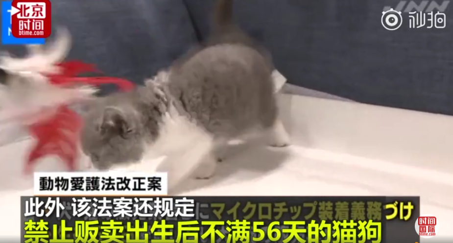 #日本劃定寵物需植進晶片#  防止飼主拋棄凌虐 違者最長禁錮4年 寵物 第3張