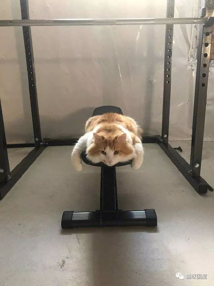 猫咪想到健身房健身,可是还没开始就累了