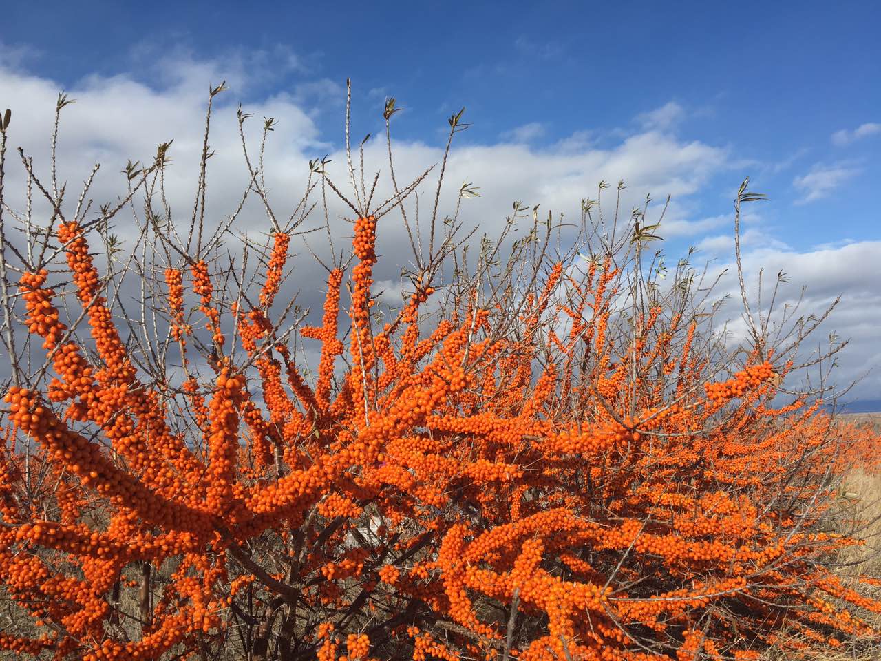 付广芝沙棘苗沙棘精美图片7