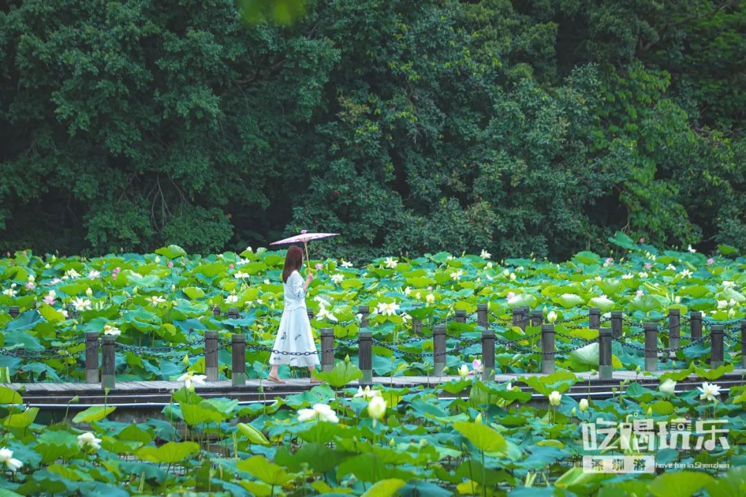 深圳"小西湖 120000㎡荷花花开成海,美到犯规!