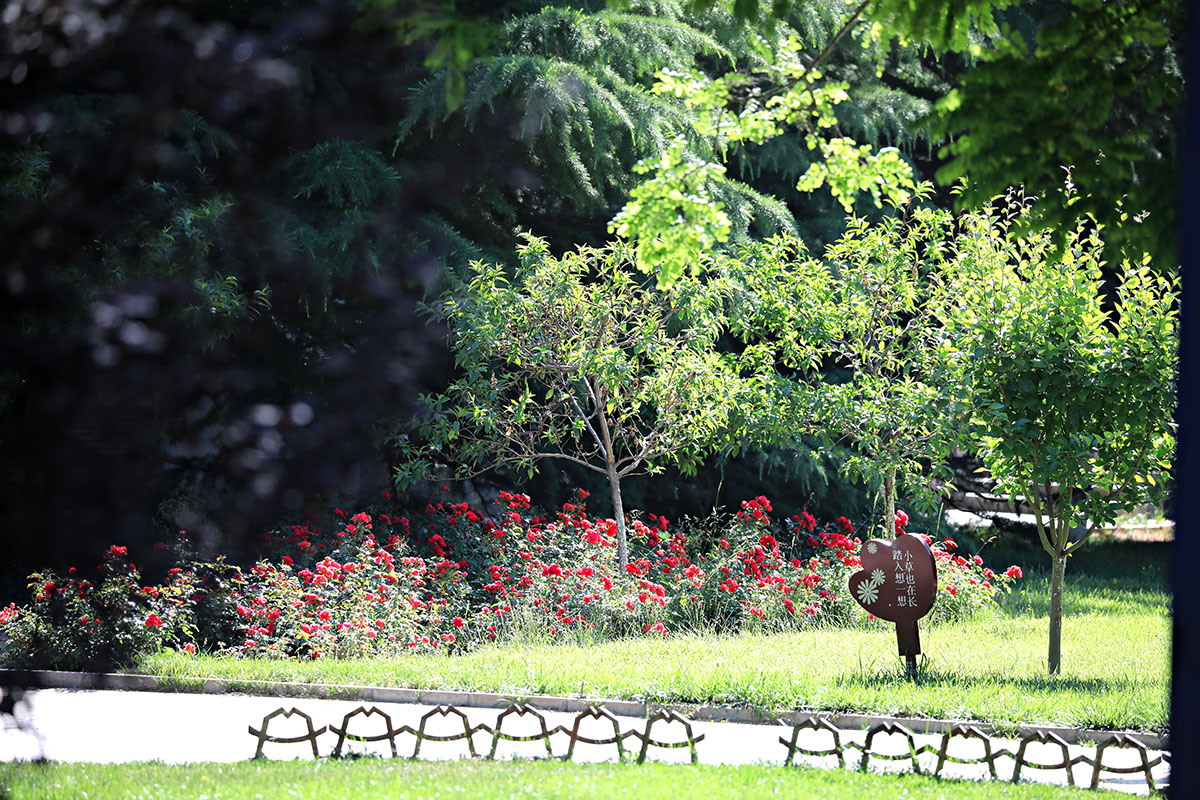 西北师范大学老校区印象记