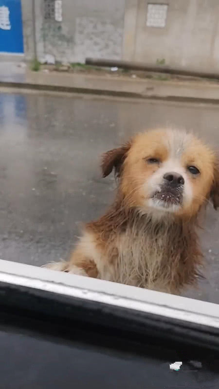 原创 工地赡养的流浪狗,得知工人离开时,站在雨中送别,网友:真感人