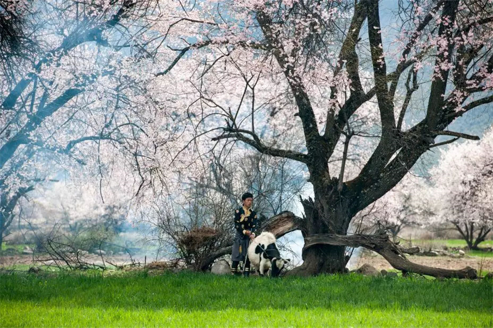 川躲線上中國最大的桃花谷，連成30公里的花海，最大樹齡680年 旅遊 第5張