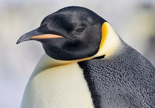 区别三:幼崽 帝企鹅的幼崽身披灰色羽毛,而王企鹅的幼崽是褐色的,因