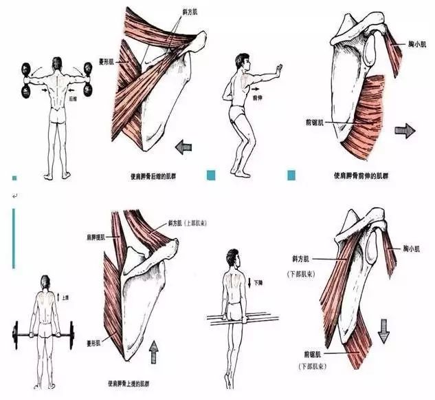 肩关节肩胛带的解剖与功能