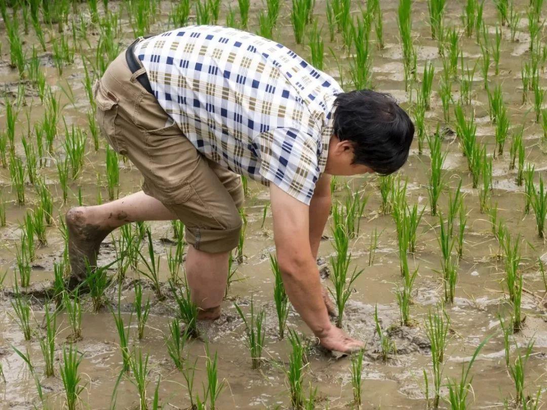 水稻耘田的历史记忆