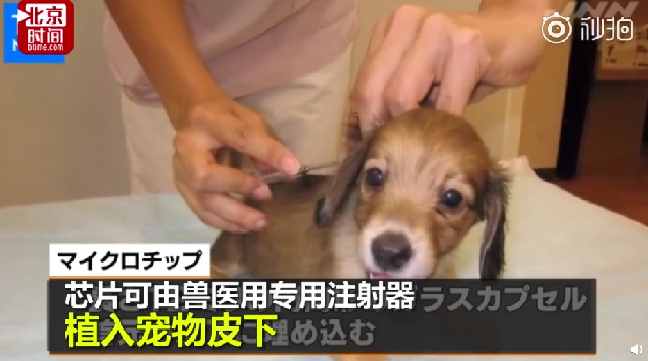 #日本劃定寵物需植進晶片#  防止飼主拋棄凌虐 違者最長禁錮4年 寵物 第5張
