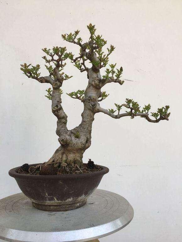 盆景浇水的正确方法图解 35238ce918fd48dfa8715a331e99b196.jpeg