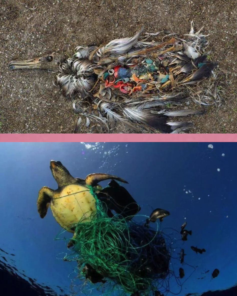 因塑料污染而死亡的动物