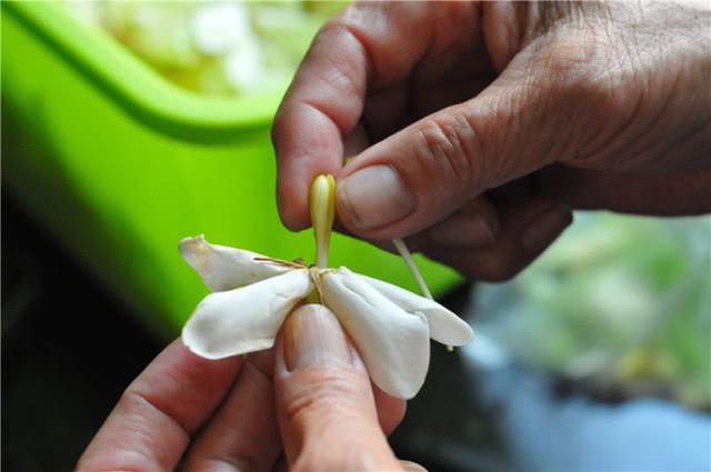 新鲜的栀子花花心是不能食用的,所以首先要将花心抽出来.