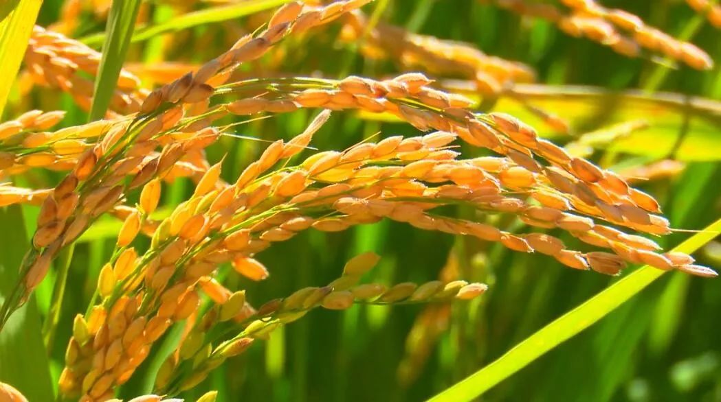 74兴安盟中国草原生态稻米之都称号助推扎旗水稻产业蓬勃发展