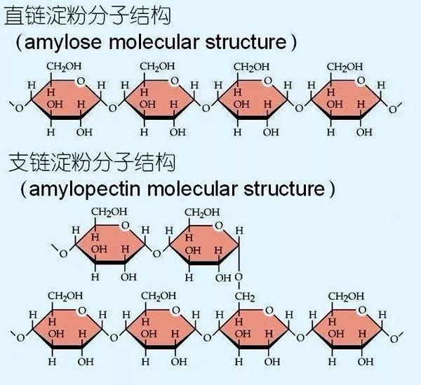 其中淀粉又分成直链淀粉和支链淀粉两种
