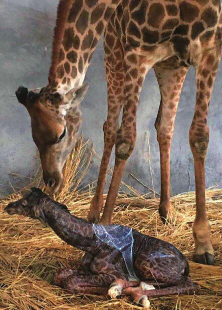济南野生动物世界端午节添新喜 长颈鹿宝宝出生身高1.7米