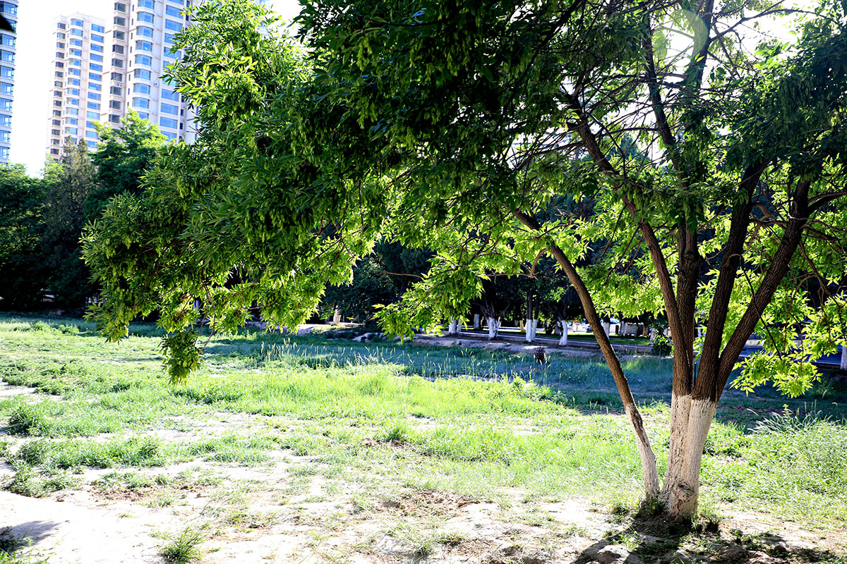 西北师范大学老校区印象记