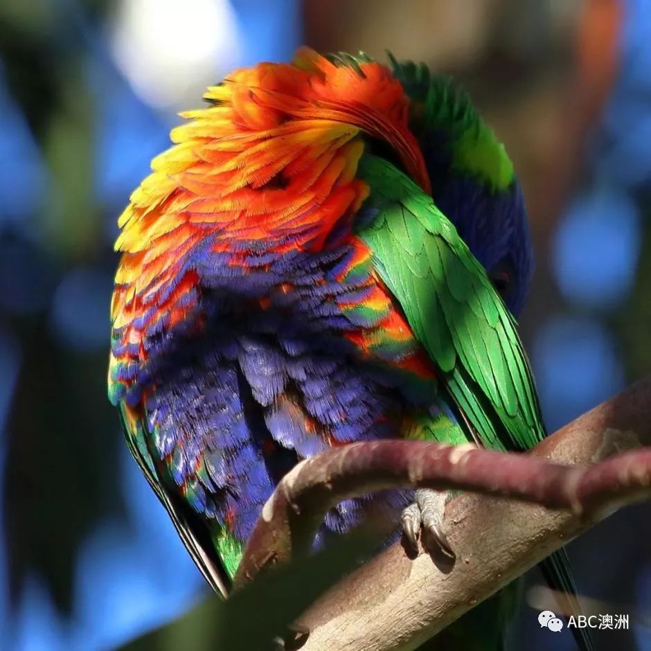 虹彩吸蜜鹦鹉又名彩虹鹦鹉(lorikeet)