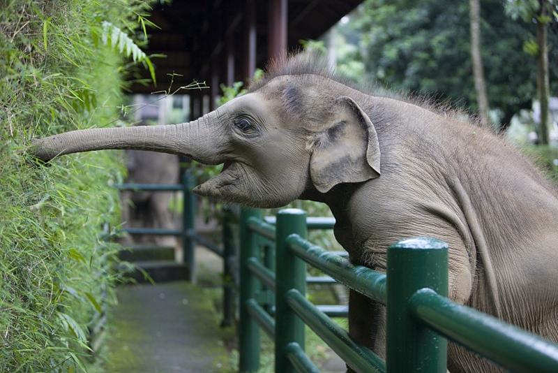 聰慧動物在哪裡？圍不雅高智商動物奇聞趣事 寵物 第1張