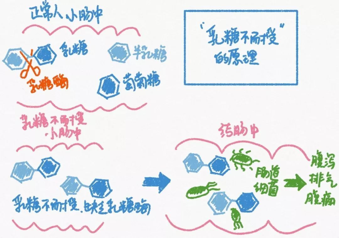 宝宝乳糖不耐受该如何喂养