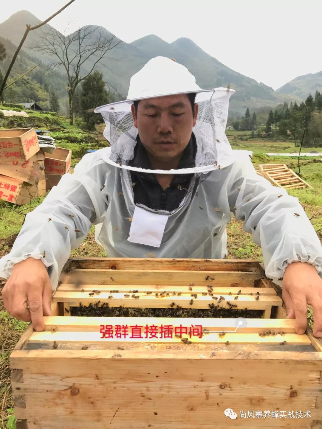 文继祥:仅需记住这个口诀,让你轻松学会春繁加础方法!_养蜂