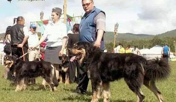 原生藏獒的影子蒙古獒这种狗是比藏獒更忠勇更珍稀的犬种
