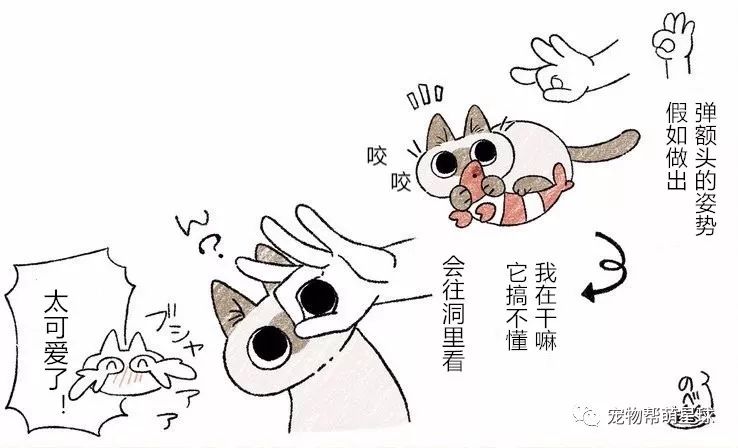 铲屎官实测:对猫做出"弹额头的手势"会怎样?网友:养到