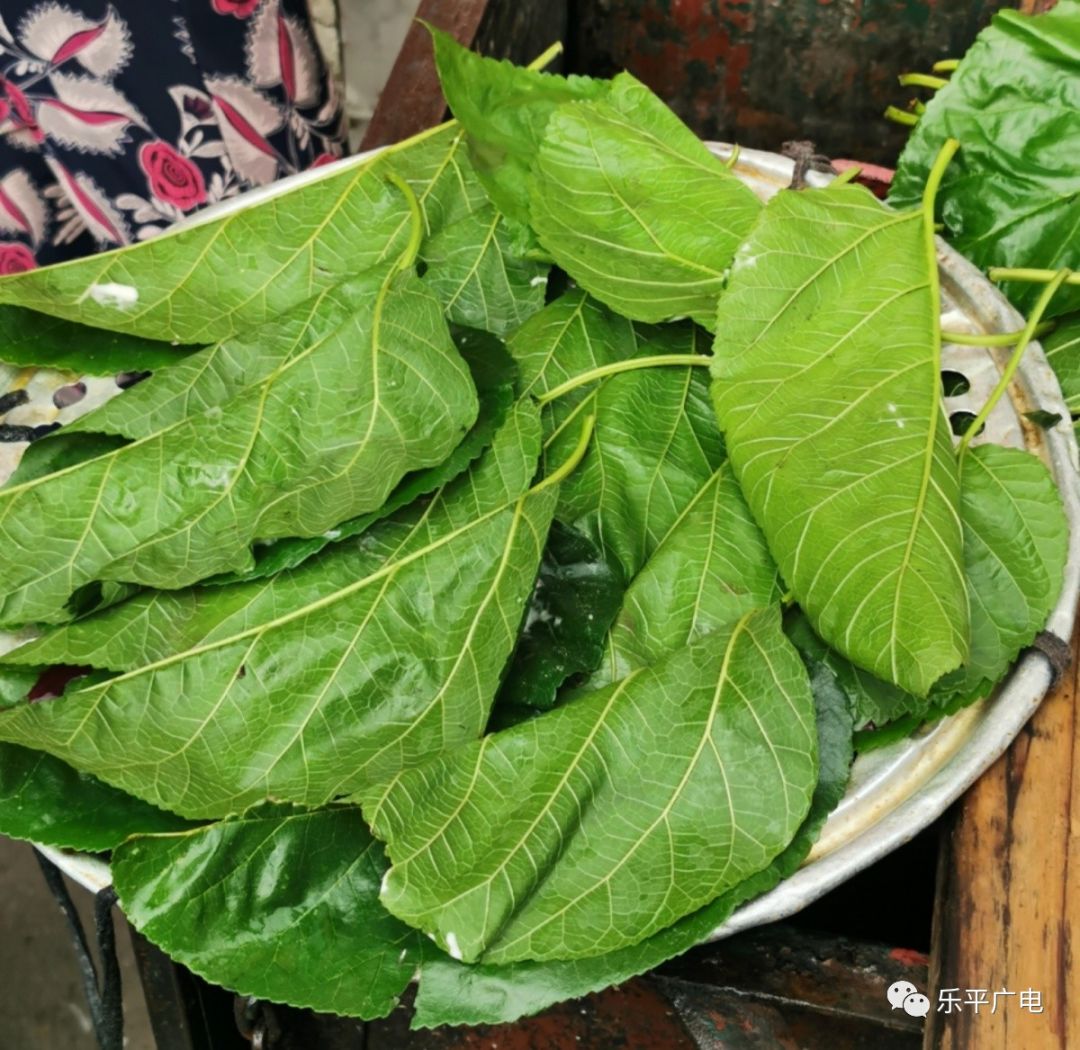 包的过程也不复杂,首先将桑叶或桐树叶洗干净平铺在桌子上,然后用