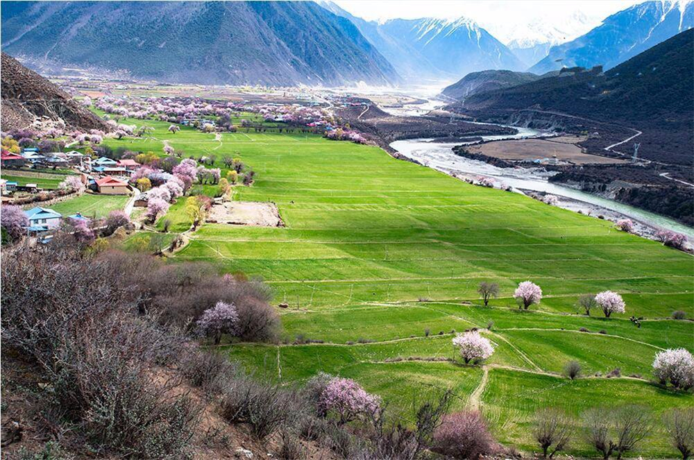 川躲線上中國最大的桃花谷，連成30公里的花海，最大樹齡680年 旅遊 第4張